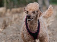 20170916 154016 -2 : Hunde, Pudel, Pudeltreffen