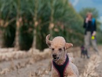20170916 154016 -3 : Hunde, Pudel, Pudeltreffen