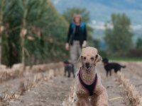 20170916 154016 -4 : Hunde, Pudel, Pudeltreffen