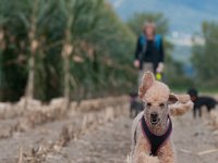20170916 154016 : Hunde, Pudel, Pudeltreffen