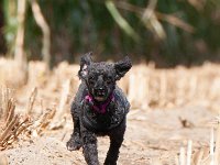 20170916 154145 -3 : Hunde, Pudel, Pudeltreffen