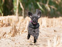 20170916 154145 : Hunde, Pudel, Pudeltreffen