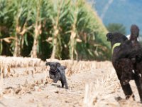 20170916 154146 -2 : Hunde, Pudel, Pudeltreffen