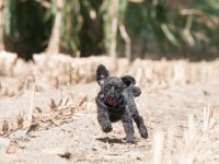 20170916 154146 : Hunde, Pudel, Pudeltreffen
