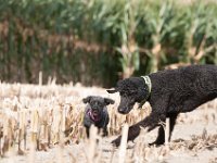 20170916 154147 : Hunde, Pudel, Pudeltreffen