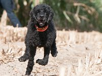20170916 154236 -3 : Hunde, Pudel, Pudeltreffen