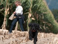 20170916 154236 : Hunde, Pudel, Pudeltreffen