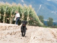 20170916 154237 -2 : Hunde, Pudel, Pudeltreffen