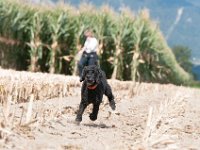 20170916 154237 -5 : Hunde, Pudel, Pudeltreffen