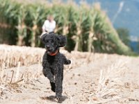 20170916 154238 -2 : Hunde, Pudel, Pudeltreffen
