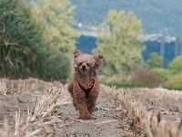 20170916 154418 -2 : Hunde, Pudel, Pudeltreffen