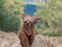 20170916 154418 : Hunde, Pudel, Pudeltreffen