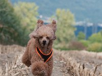 20170916 154419 -3 : Hunde, Pudel, Pudeltreffen