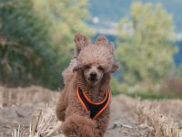 20170916 154419 -4 : Hunde, Pudel, Pudeltreffen