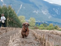 20170916 154419 -5 : Hunde, Pudel, Pudeltreffen