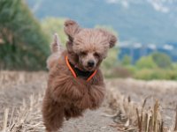 20170916 154420 -2 : Hunde, Pudel, Pudeltreffen