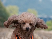 20170916 154420 -4 : Hunde, Pudel, Pudeltreffen