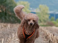 20170916 154420 : Hunde, Pudel, Pudeltreffen