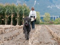 20170916 154450 -2 : Hunde, Pudel, Pudeltreffen