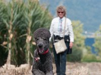 20170916 154450 : Hunde, Pudel, Pudeltreffen