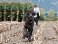 20170916 154451 -2 : Hunde, Pudel, Pudeltreffen
