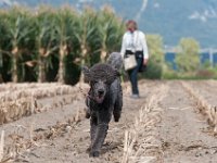 20170916 154451 : Hunde, Pudel, Pudeltreffen