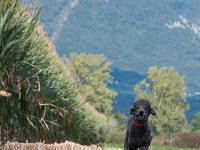 20170916 154634 -3 : Hunde, Pudel, Pudeltreffen