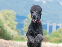 20170916 154635 -2 : Hunde, Pudel, Pudeltreffen