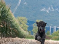 20170916 154635 : Hunde, Pudel, Pudeltreffen