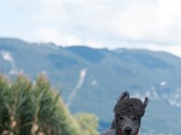 20170916 154636 -2 : Hunde, Pudel, Pudeltreffen