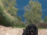 20170916 154912 -2 : Hunde, Pudel, Pudeltreffen