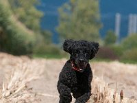 20170916 154912 -4 : Hunde, Pudel, Pudeltreffen