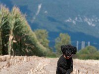 20170916 154912 : Hunde, Pudel, Pudeltreffen