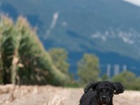 20170916 154913 -2 : Hunde, Pudel, Pudeltreffen