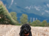 20170916 154913 -3 : Hunde, Pudel, Pudeltreffen