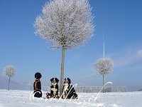 20051229 234734 0021 : Hunde, Hunde von Freunden, Jahreszeiten, Meine Hunde, Natur, Pämi-Irma, Rio, Verstorbene, Winter
