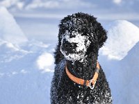 20101218 154922 : Hunde, Jahreszeiten, Meine Hunde, Natur, Rio, Winter