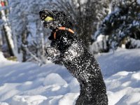 20101218 155037 : Hunde, Jahreszeiten, Meine Hunde, Natur, Rio, Winter