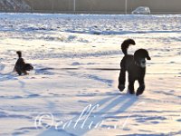 20101226 171130 0067 : Hunde, Jahreszeiten, Meine Hunde, Natur, Rio, Winter