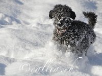 20111219 141306 0081 : Hunde, Jahreszeiten, Meine Hunde, Natur, Rio, Winter