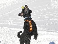 20120115 164102 0551 : Ferien / Ausflüge, Grindelwald, Hunde, Jahreszeiten, Meine Hunde, Natur, Rio, Winter