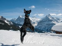 20150309 130422 -2 : Bussalp, Ferien / Ausflüge, Grindelwald, Interlaken, Jahreszeiten, Natur, Winter